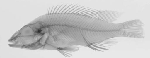 Haplochromis lithobates (Oliver in Eccles & Trewavas, 1989) - BMNH 1974.7.5.1, HOLOTYPE, Otopharynx lithobates