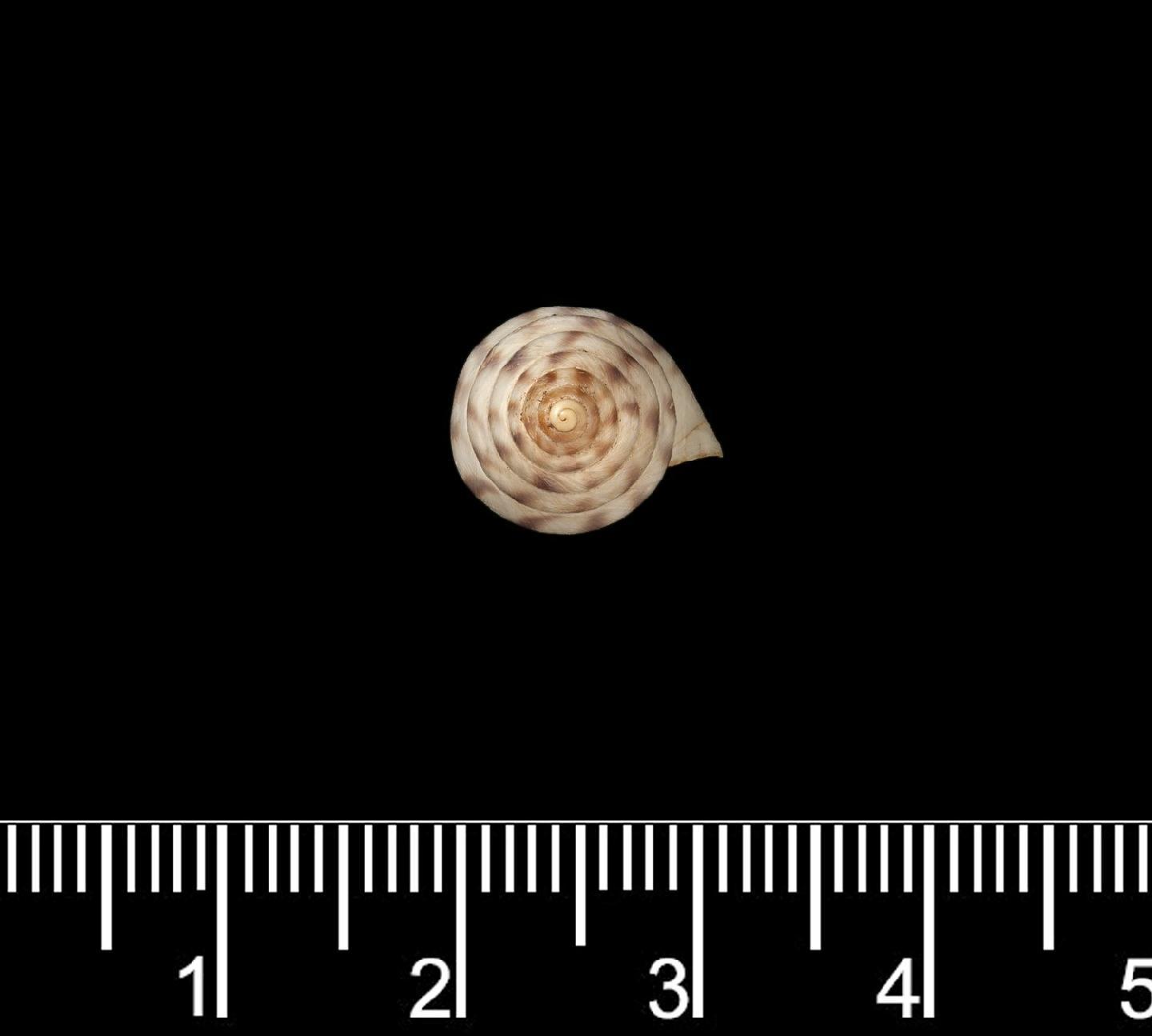 To NHMUK collection (Bulimulus pergracilis Rolle, 1904; LECTOTYPE; NHMUK:ecatalogue:2649645)