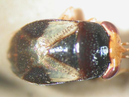 Geocoris splendidus Distant, 1903 - Hemiptera: Geocoris Fla