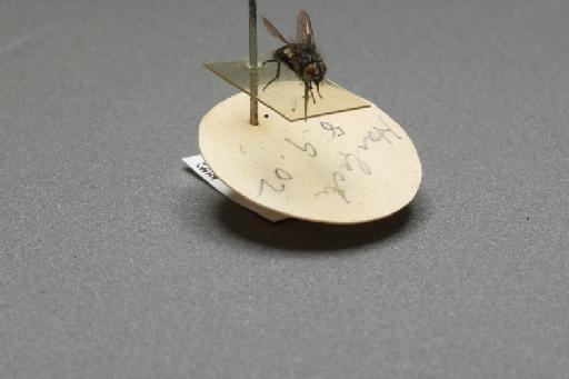 Sarcophaga (Myorhina) nigriventris Meigen, 1826 - 015092551_additional_4