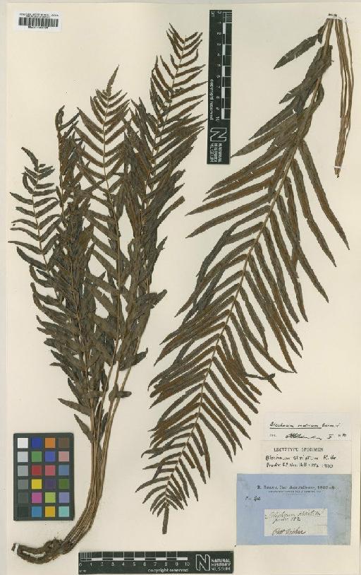 Blechnum indicum Burm.f. - BM001048199