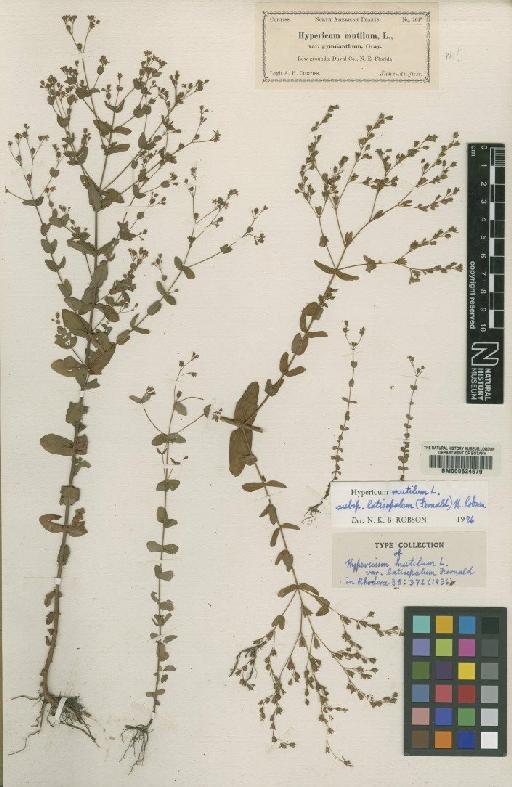 Hypericum mutilum subsp. latisepalum (Fernald) N.Robson - BM000624679