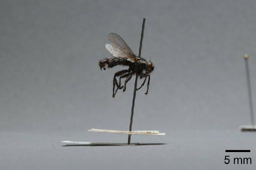 Sarcophaga (Rosellea) aratrix Pandelle, 1896 - 015092876_lateral