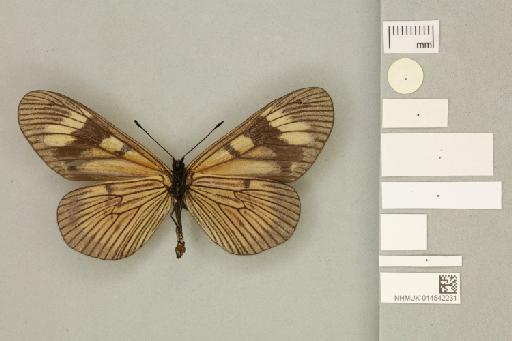 Acraea (Actinote) actinote alberti Neild & Romero, 2008 - 014542231_Actinote_alberti _alberti _Neild & Romero_2008_PT_1