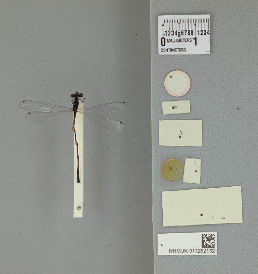 Elattoneura nigra Kimmins, 1938 - 011252132_Elattoneura_nigra_T_labels2