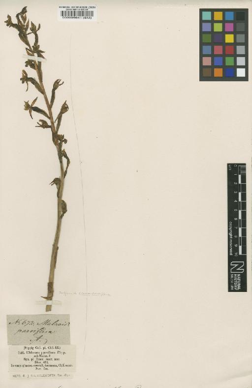 Chloraea galeata Lindl. - BM000095641