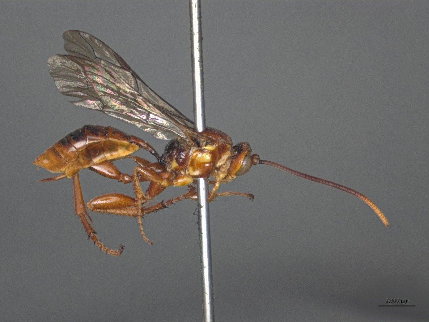 Labium multiarticulatum