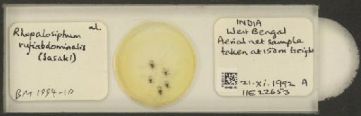 Rhopalosiphum rufiabdominalis Sasaki, 1899 - 010108766_112780_1095924