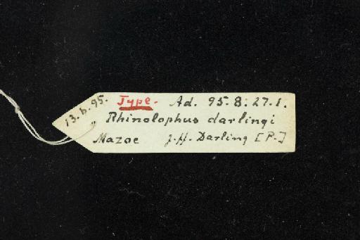 Rhinolophus darlingi Andersen, 1905 - 1895_8_27_1-Rhinolophus_darlingi-Holotype-Skull-label