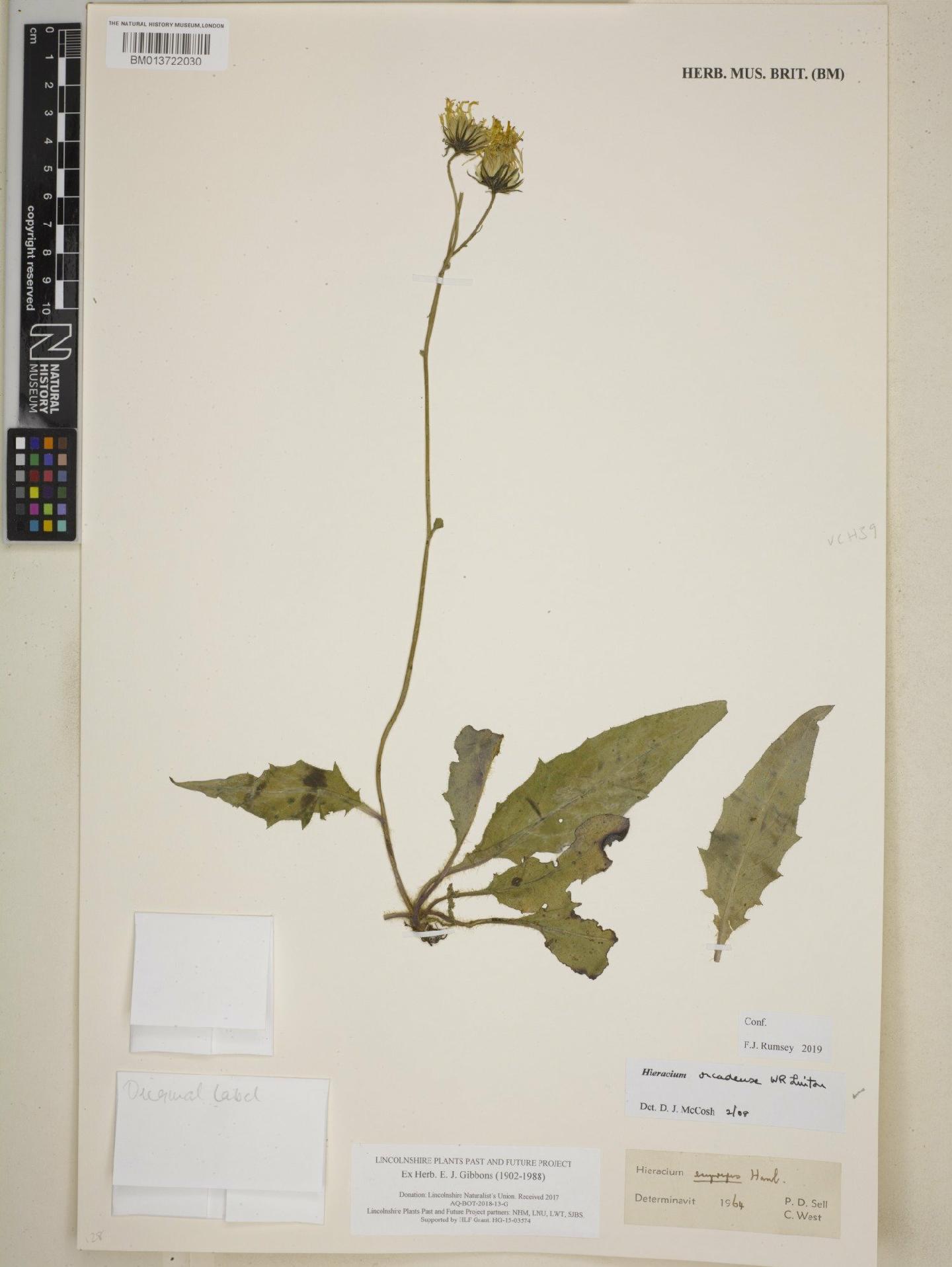 To NHMUK collection (Hieracium orcadense W.R.Linton; NHMUK:ecatalogue:8749549)