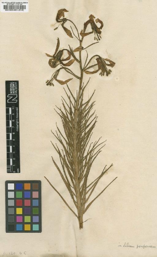 Lilium chalcedonicum L. - BM000558495