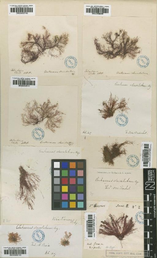 Centroceras clavulatum (C.Agardh) Mont. - BM000936099