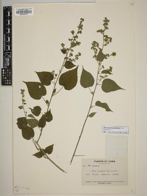 Allosidastrum pyramidatum - BM000926030