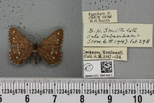 Chiasmia clathrata clathrata ab. alboguttata Fettig, 1889 - BMNHE_1843663_424074