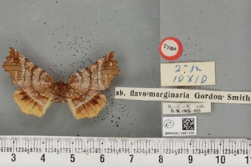 Selenia dentaria ab. flavomarginaria Smith, 1950 - BMNHE_1881950_a_447415