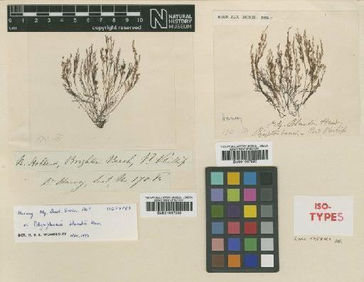 Polysiphonia blandii Harv. - BM001067589