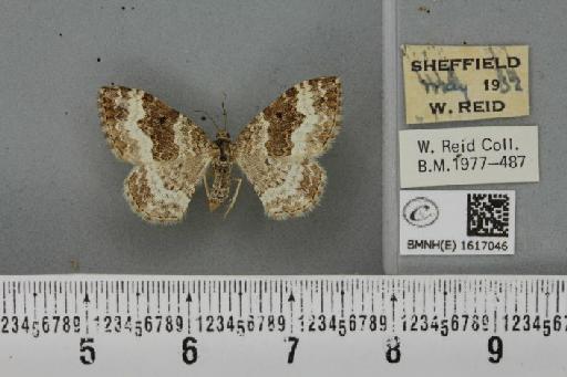 Epirrhoe alternata alternata (Müller, 1764) - BMNHE_1617046_315921