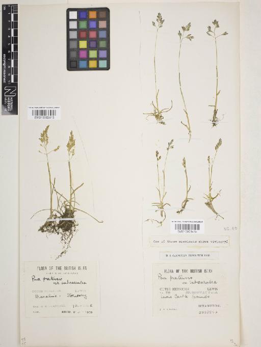 Poa humilis Ehrh. ex Hoffm. - 013863413