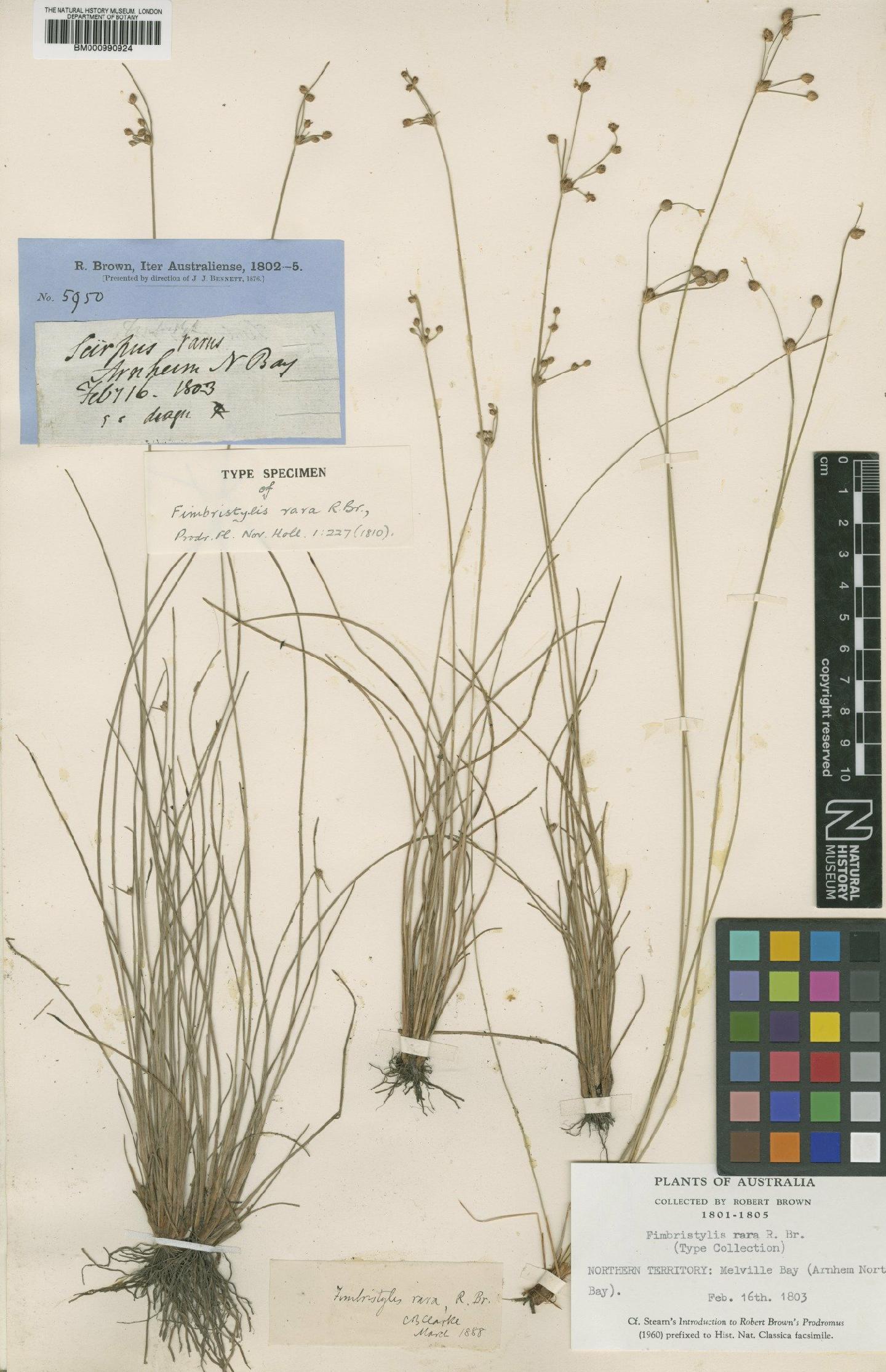 To the Natural History Museum, London (Fimbristylis rara R.Br. BM000990924 type 1)