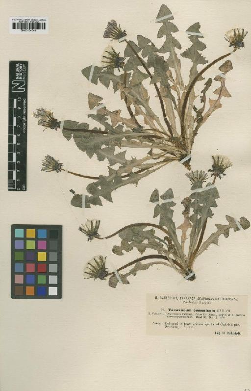 Taraxacum cyanolepis Dahlst - BM001043461