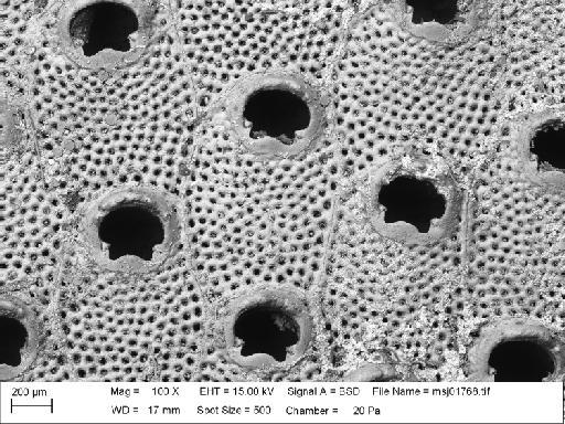 Pachycleithonia nigra Canu and Bassler - Pachycleithonia_nigra_msj01768