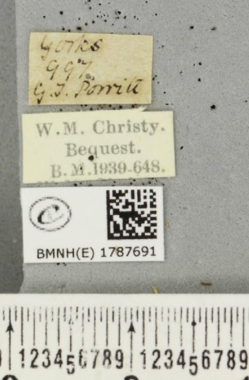 Epirrita filigrammaria ab. distincta Harrison, 1933 - BMNHE_1787691_label_361510