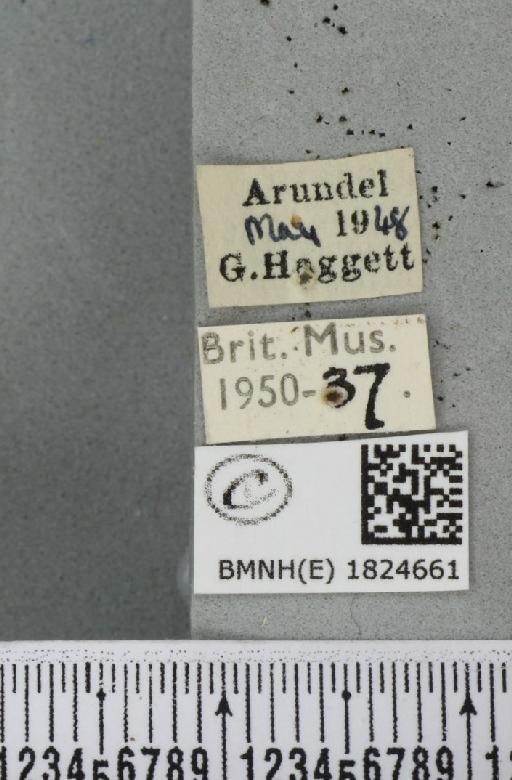 Eupithecia intricata arceuthata (Freyer, 1841) - BMNHE_1824661_label_389208