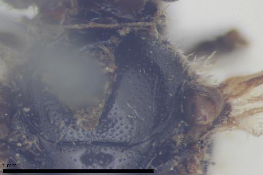Melitta villosula Kirby, 1802 - 013380582-NHMUK-Melitta_villosula-lectotype-male-mesoscutum-dorsal-8_0x