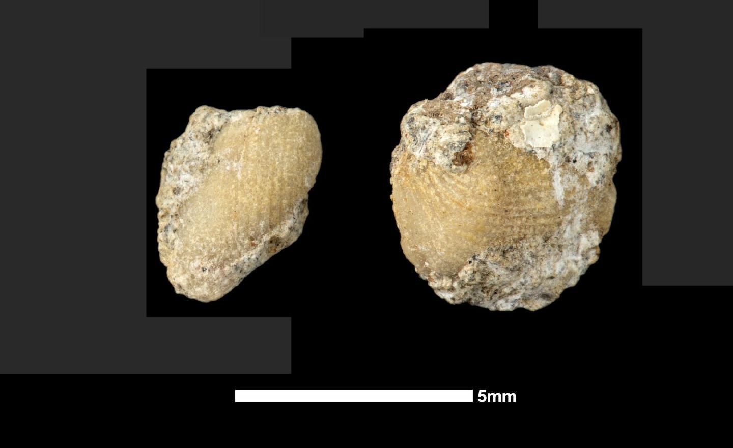 To NHMUK collection (Arcoidea Lamarck, 1809; NHMUK:ecatalogue:8611418)