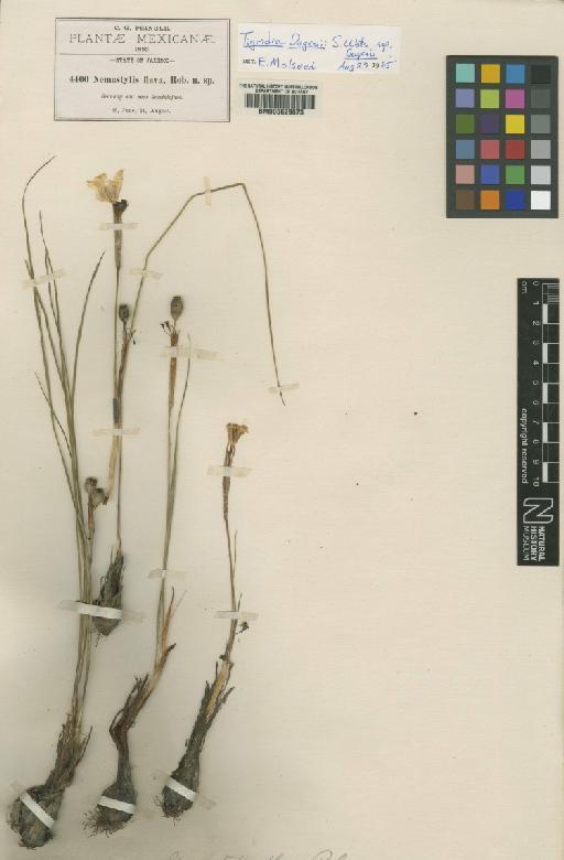 Tigridia dugesii subsp. dugesii S.Watson - BM000629673