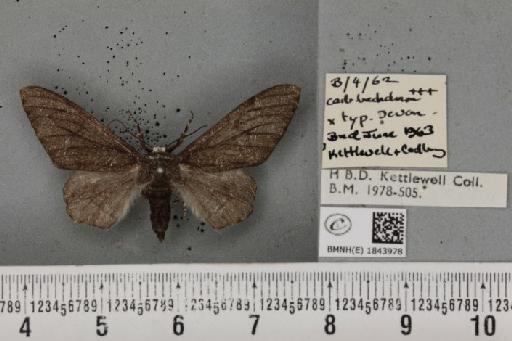 Biston betularia (Linnaeus, 1758) - BMNHE_1843978_434422