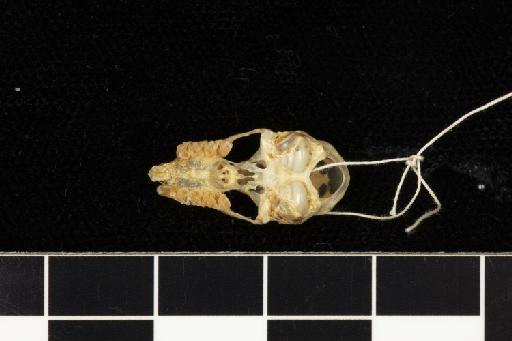Rhinolophus celebensis Andersen, 1905 - 1897_1_3_19-Rhinolophus_celebensis-Holotype-Skull-occlusal