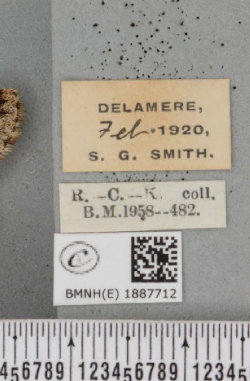 Apocheima hispidaria (Denis & Schiffermüller, 1775) - BMNHE_1887712_label_455084