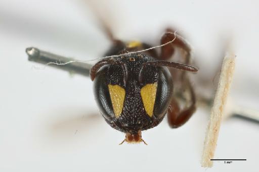 Hylaeus amatus Cockerell, 1909 - 014024299_face