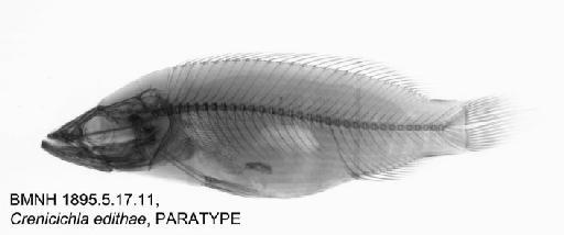 Crenicichla edithae Ploeg, 1991 - 1BMNH 895.5.17.11, PARATYPE, Crenicichla edithae