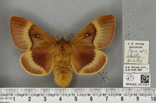Lasiocampa quercus callunae Gillette & Palmer, 1847 - BMNHE_1525307_194197