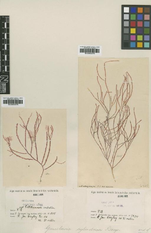 Gracilaria cylindrica Borgesen - BM000936175