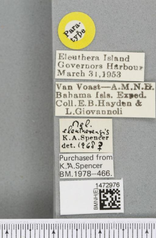 Ophiomyia eleutherensis (Spencer, 1973) - BMNHE_1472976_label_47357