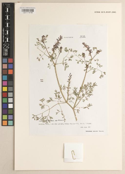 Fumaria officinalis subsp. officinalis L. - 015156798