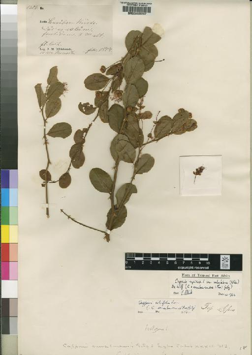 Capparis sepiaria var. subglabra (Oliv.) Dewolf - BM000629557