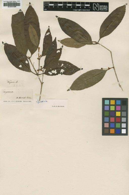 Eugenia wynadensis Bedd. - BM000944236