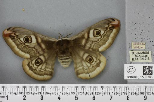 Saturnia pavonia (Linnaeus, 1758) - BMNHE_1530785_200301