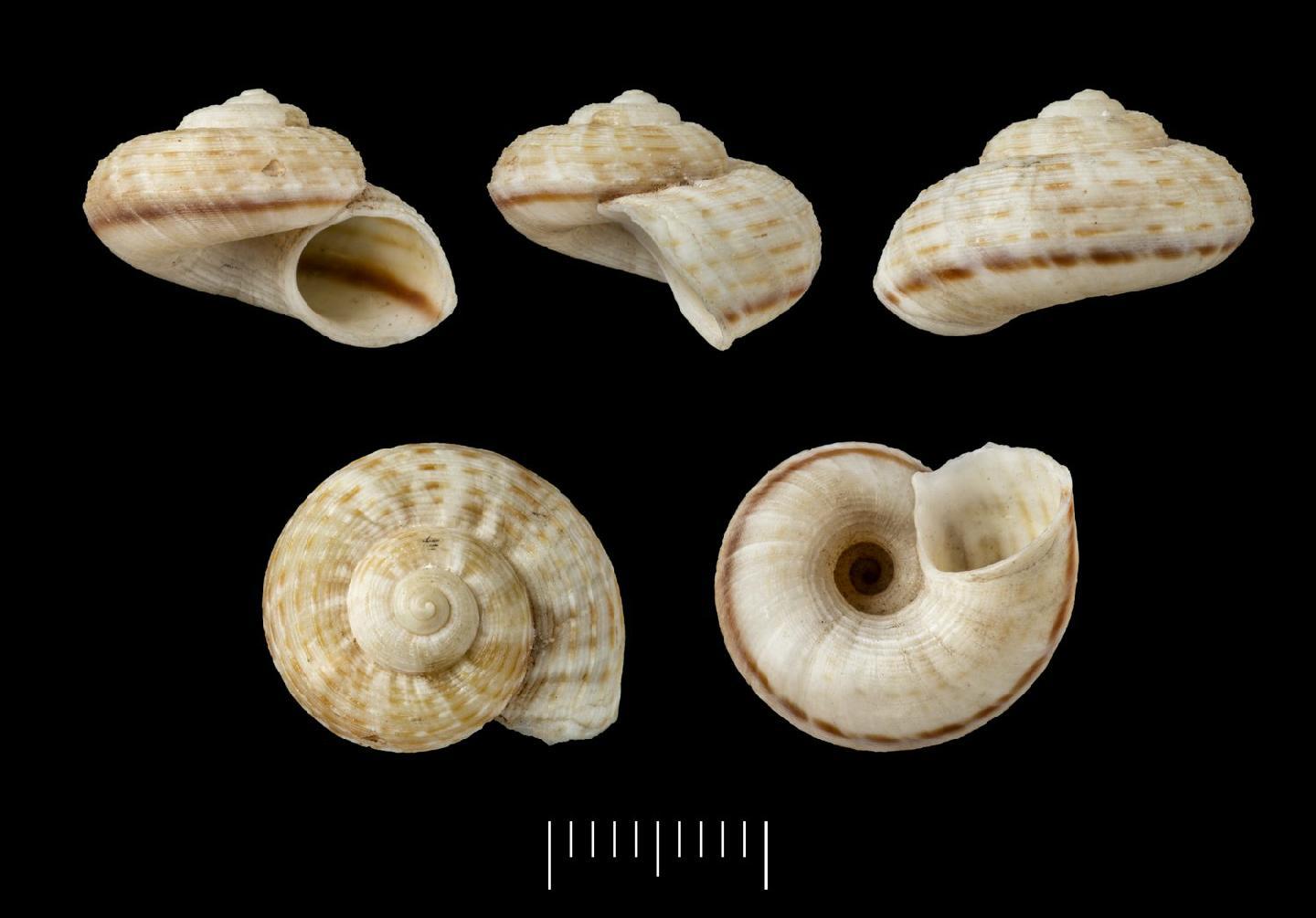 To NHMUK collection (Cyclostoma bewsheri Morelet, 1875; SYNTYPE(S); NHMUK:ecatalogue:6814462)