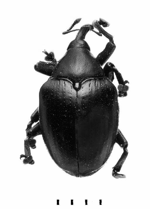 Cleogonus rubetra (Fabricius, 1787) - Cleogonus rubetra-BMNH(E)1237647-dorsal mono