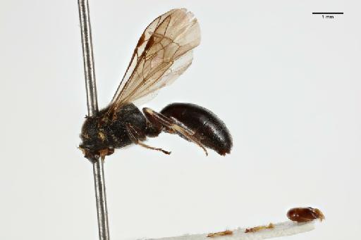 Hylaeus nigrocuneatus var. rufipennis Cockerell, 1924 - 013983589_lateral