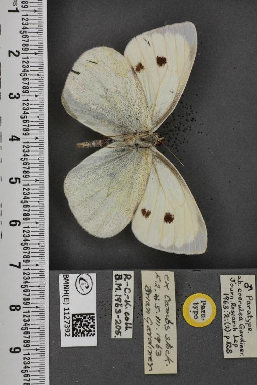 Pieris brassicae ab. coerulea Gardiner, 1963 - BMNHE_1127392_84579