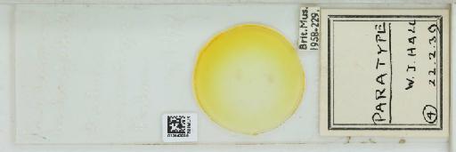 Pseudococcus barleriae Hall, 1939 - 013543056_additional