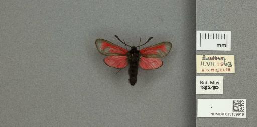 Zygaena (Mesembrynus) purpuralis purpuralis (Brünnich, 1763) - 015189919_additional