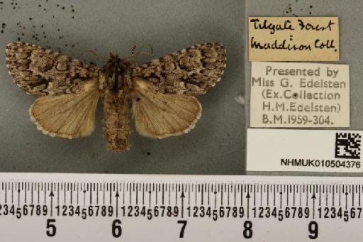 Acronicta auricoma (Denis & Schiffermüller, 1775) - NHMUK_010504376_562753