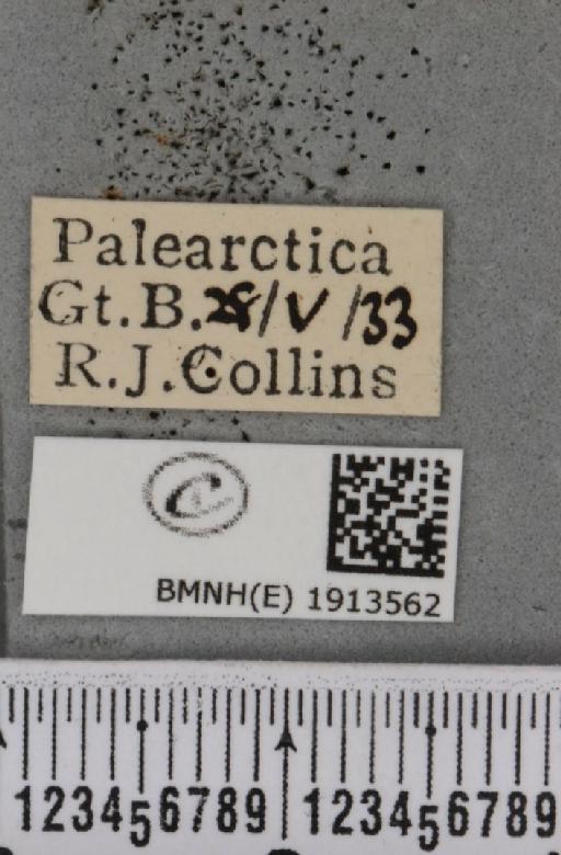 Aethalura punctulata (Denis & Schiffermüller, 1775) - BMNHE_1913562_label_485454
